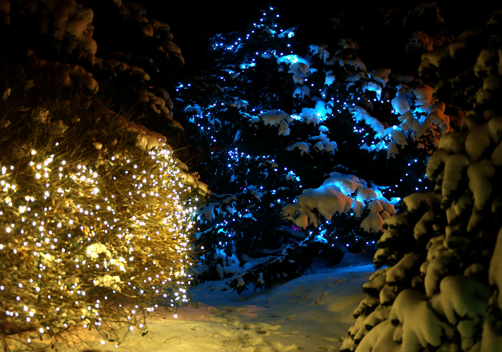 112718-botanical-lights-014